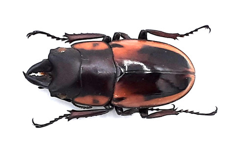 Lucanidae prosopocoilus - lucanidae,,