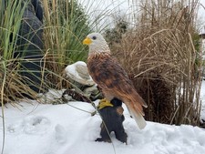 Weißkopfadler Raubvogel Adler
