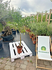 Wodyetia bifurcata 140–180cm