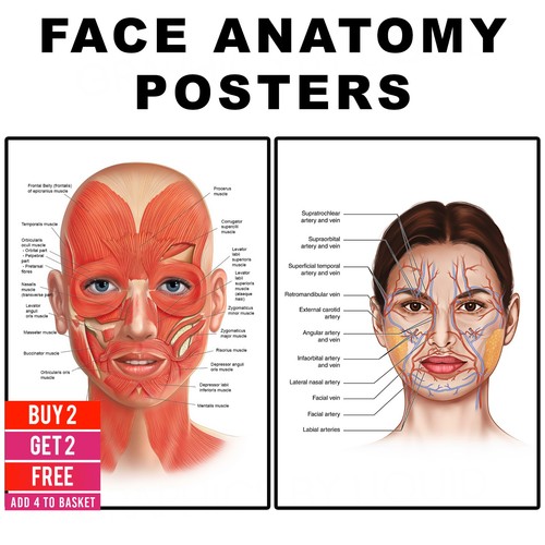 Gesicht anatomie poster - anatomie,