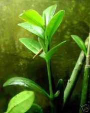 Live red mangrove - red, trees