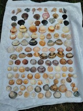 Deko Muscheln 120 Stück