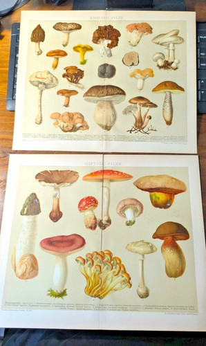 Lithographien chromo 1895 - chromo,