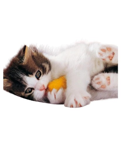 Unser kätzchen tierratgeber - unser,