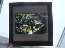 Aktfoto , Dia , ca. 70er Jahre