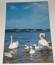 Groh Schwan Swan Familie Vogel Bird Tier Postkarte Postcard Ak Vogelpostkarte 