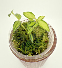 Hoya Lida Buis Variegata –