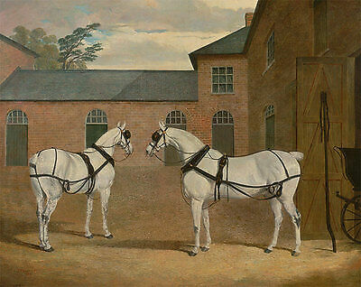 Grey carriage horses - , zugpferde