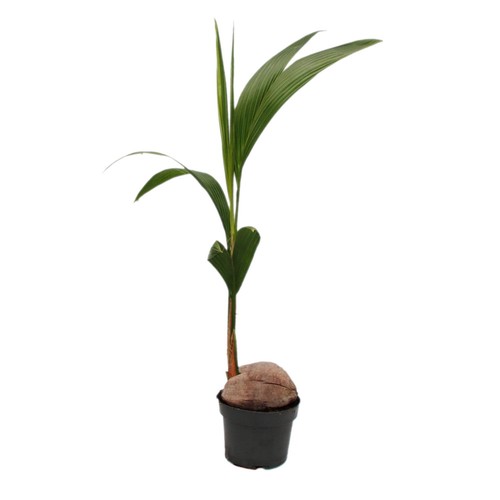 Echte kokospalme cocos - echte,