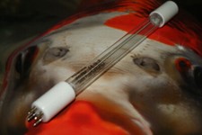 Original Rota Amalgam