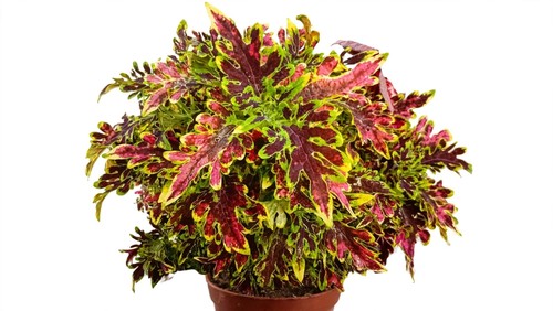 Coleus rococo entenfuß - ,