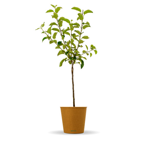 Apfelbaum boskoop anton ca - boskoop, "anton"