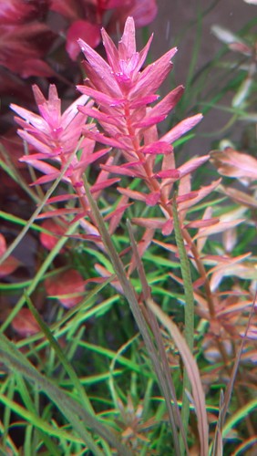 Stängel rotala myanmar - 10,