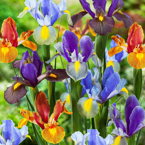 Schwertlilien iris - schwertlilien,