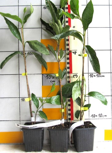 Viburnum nudum - ,