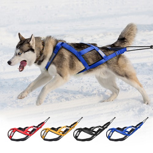 Hunde zuggeschirr back - hunde, x-back