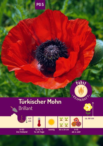 Türkischer mohn brillant - türkischer,