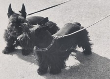 Charlotte Rohrbach Scottish