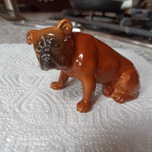 Englische bulldogge dogge - bulldogge,