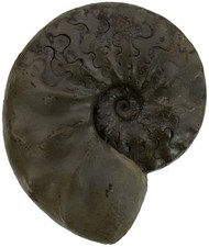 Trias  Ceratites sublaevigatus
