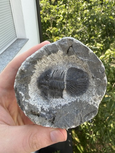 Scutellum trilobit erfoud - trilobit,