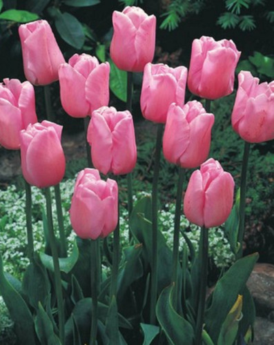 100 tulpenzwiebeln synaeda - tulpenzwiebeln,