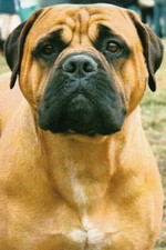 BULLMASTIFF        ** Bull Mastiff **       Postcard  105