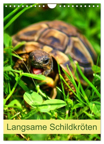Langsame schildkröten - langsame,