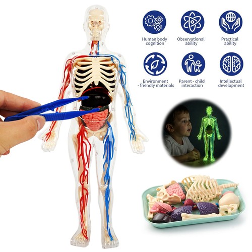 Kinder anatomie modell - kinder, 3d-anatomie-modell