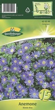 ANEMONE "BLANDA BLAU"