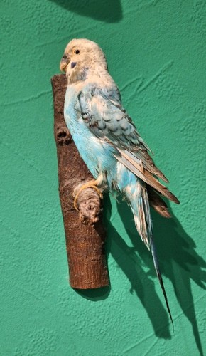 Blauer wellensittich präparat - blauer,