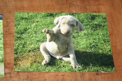 Hunde postkarte von poster xxl - von,