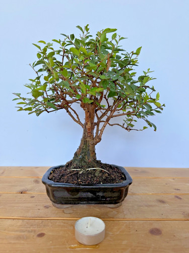 Bonsai zelkove zelkova serrata - zelkove,