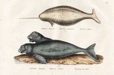 Narwal Zahnwal narwhal narwhale toothed whale Dugong Lithographie Brodtmann 1824