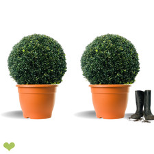 2 Stück Buchsbaum Kugel