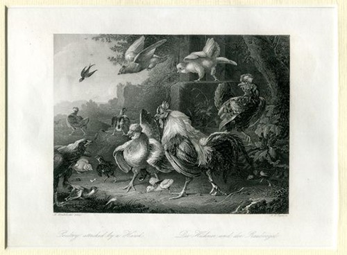 Die hühner und der - die,