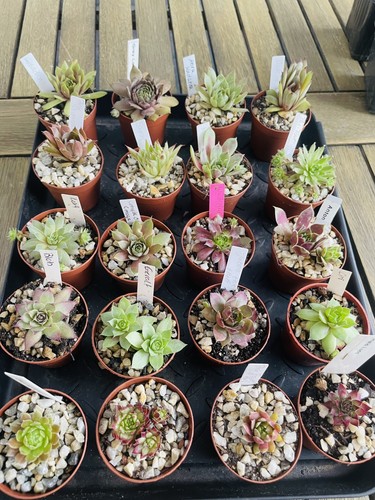 Tolles 20er mix paket - 20er,