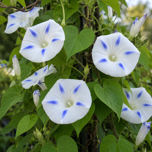 Ipomoea purpurea seta - ipomoea, 'seta'