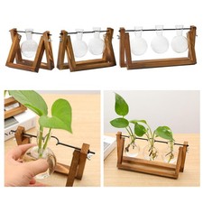 Anlage Terrarium mit Holz