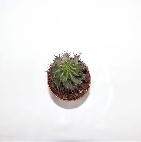 Euphorbia horrida