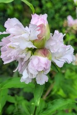 Seifenblume gefüllt
