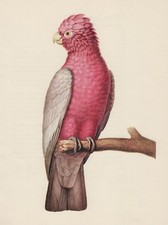 Rosakakadu (Eolophus