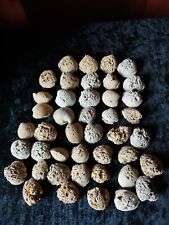 Versteinerte Muscheln aus u. um Rheinhessen