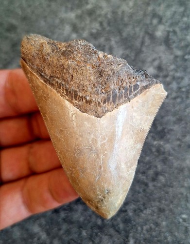 Indo megalodon zahn tooth dent - zahn,