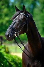 % Stübben Trensenzaum Trense 1200 TYRONE UVP €209,00 Reitsport NuddelHof -NH