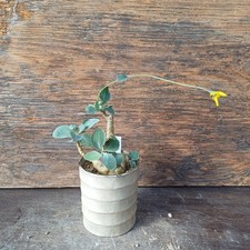 Othonna triplinervia Caudex