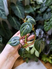 Philodendron Hederaceum Brasil