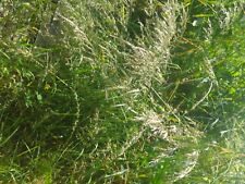 Lehmboden bewachsen Lehmboden Erdaushub 