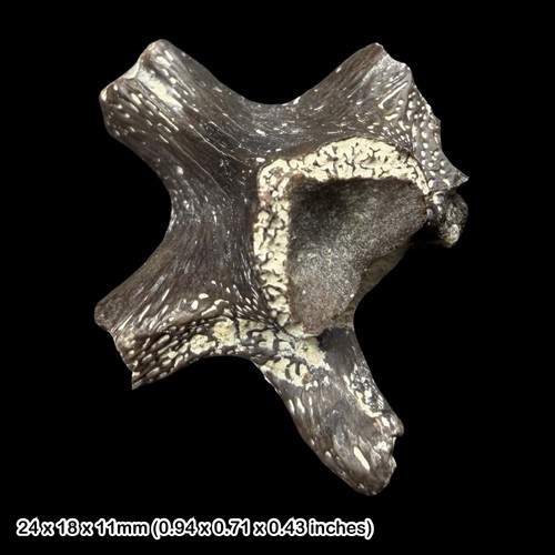Schildkröte wirbel fossil - schildkröte,