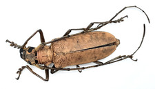 Cerambycidae, Abatocera